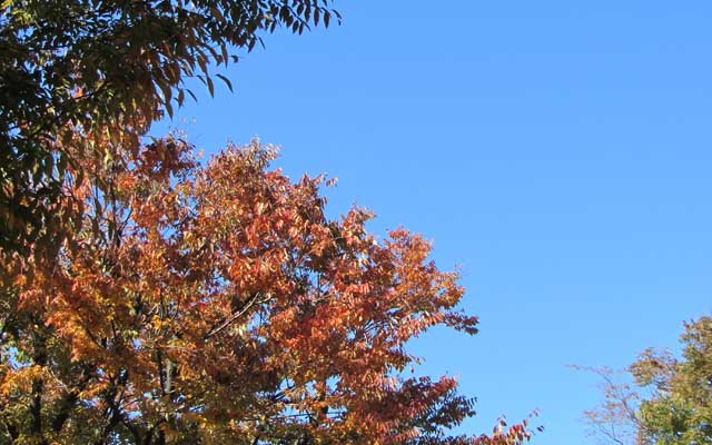 写真なので止まって見えますが、風で結構木々は揺れております(^_^;)尚、紅葉しているトコだけ切り取ってて、他にはまだ緑色が多く目立つと…(^_^;)あ、でも、桜なんかは一気に進んで、紅葉ではなく、落葉に…道端に結構積もっておりまするヽ(^.^;)丿