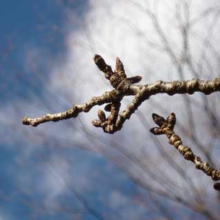 【武蔵小杉の桜(定点観測2018)】例年より1～2週間遅れての観察開始(^_^;)とりあえずこの枝に決めたけど、どーなるかなーヽ(^.^;)丿