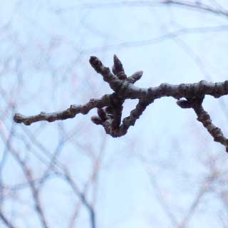 【武蔵小杉の桜(定点観測2018)】先日より枝の絡みが激しくなっておる…(^_^;)直したいけど、ちょっと手が届かないw