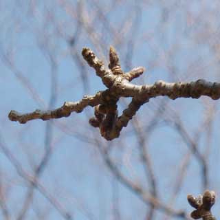 【武蔵小杉の桜(定点観測2018)】枝の絡みは解消されてたみたいですが、なんか前より離れてしまってなイカ?(^_^;)まぁ、いいけど…(^_^;)何気に膨らんで来ている感じがあります、春一番も過ぎたですしねーヽ(^.^;)丿