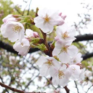 【武蔵小杉の桜(定点観測2018)】観察対象と同じ木ですが…先週3月15日に撮ったやつですな…既にこんだけ咲いちゃってましたーヽ(^.^;)丿