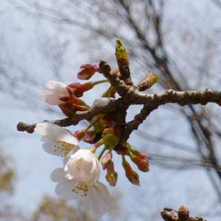 【武蔵小杉の桜(定点観測2018)】昨日の今日ですが、咲いたのは2割位…咲きそうなのが7割位と、やはりこの時期は早い(^_^;)