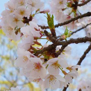 【武蔵小杉の桜(定点観測2018)】2日見て無かったので…(^_^;)観察対象も開花…って、右側に葉っぱが出てきそうなトコロが…これお花着くん?(^_^;)