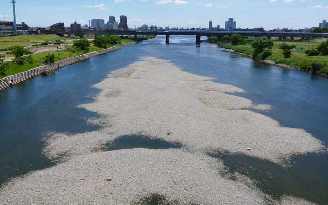 【多摩川川縁散歩】2018年5月20日 川の水は少なめw結構透明ではある(^_^;)