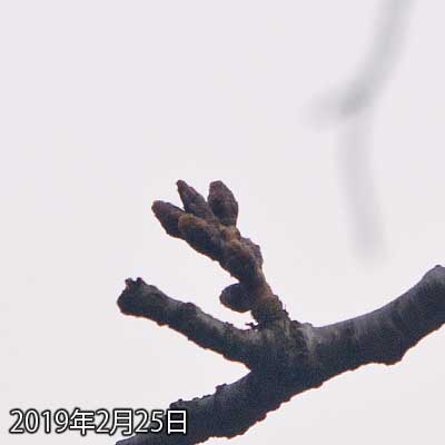 【武蔵小杉の桜(定点観測2019)】一眼で撮影、実はアンダーになってしまったので補正してますが、コンデジより補正し易いヽ(^.^;)丿