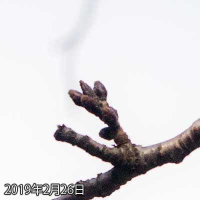 【武蔵小杉の桜(定点観測2019)】なんか暗く撮れてしまうんだが…どっかおかしいか?(^_^;)