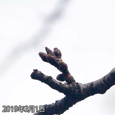 【武蔵小杉の桜(定点観測2019)】特に大きな変化は無いようです(^_^;)明日は晴れるっぽいですが、その後は雨の日もあるようで…そーゆー天気を繰り返して行く内に育って行くのでしょう…(^_^;)