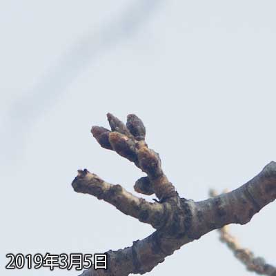 【武蔵小杉の桜(定点観測2019)】4つある蕾の内の手前の蕾が、わずかながら…気のせいかもしれないけど…(^_^;)少し先が丸まった気がする…(^_^;)