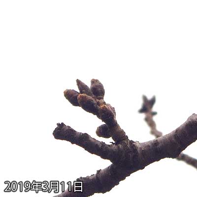 【武蔵小杉の桜(定点観測2019)】近々では判りませんが、先月末位の写真と比べると明らかに変わっているよーですが…(^_^;)