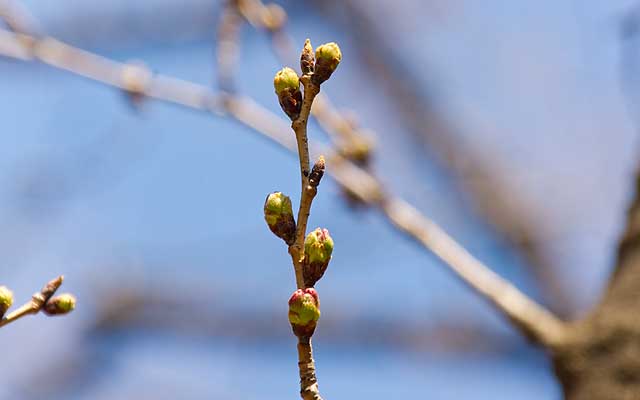 【武蔵小杉の桜(定点観測2019)】別の枝はこんな感じに…と、ゆーかここ2〜3日の変化が激しく、いつの間にかこれに近いような蕾が相当増えてきております(^_^;)