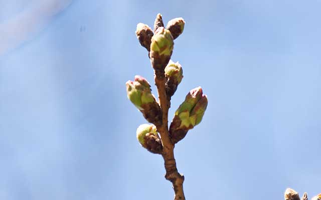 【武蔵小杉の桜(定点観測2019)】観察対象と同じ木の別枝…蕾の先が伸び始めています…(^_^;)まだ短いですが、この状態からなら、あと2〜3日で咲きそう??