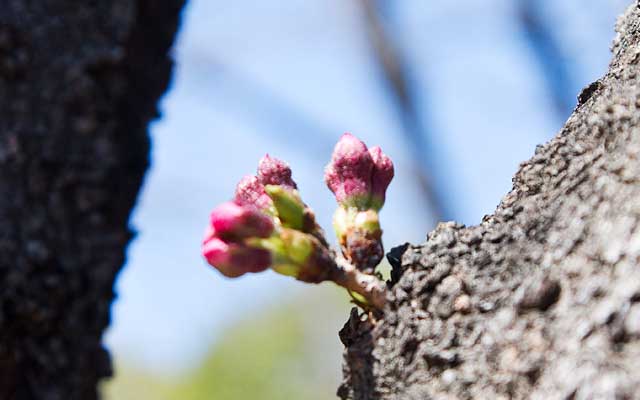 【武蔵小杉の桜(定点観測2019)】先日の「咲け酒咲け酒」で使った蕾…伸びております(^_^;)