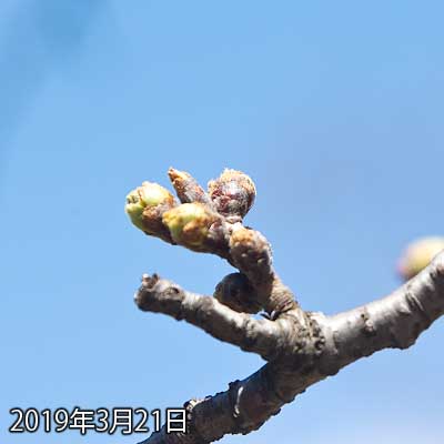 【武蔵小杉の桜(定点観測2019)】左側のが大きくなってきてるのは判りますが、他の枝と比べたら全然で…(^_^;)