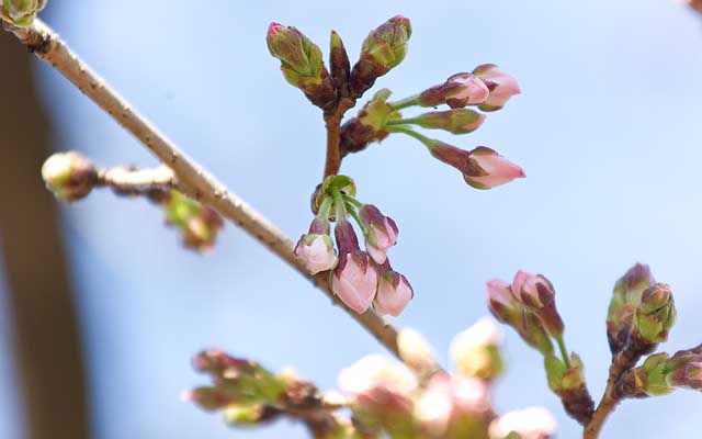【武蔵小杉の桜(定点観測2019)】他の枝や木なんかはこんな風に伸びてたり、モノに寄よっては花びらが開きかかってるのも多々…こりゃ例のやつはもう咲いてるな…と…