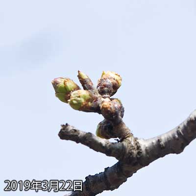 【武蔵小杉の桜(定点観測2019)】手前の方のも膨らんできてましたが…まだこの様子ではなぁ…(^_^;)同じ木で咲いてる枝もあるとゆーに…ヽ(^.^;)丿