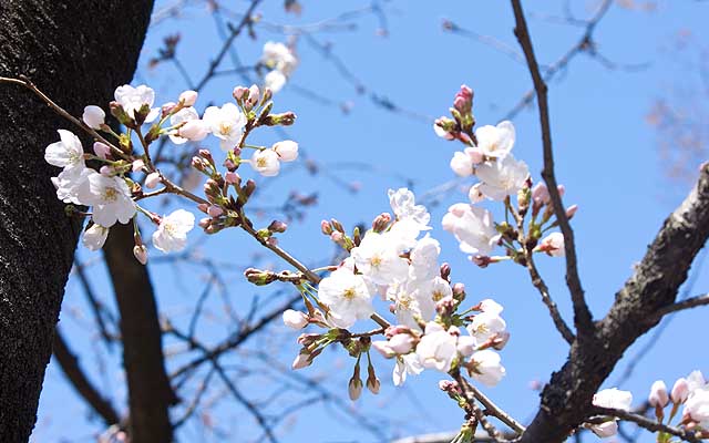 【武蔵小杉の桜(定点観測2019)】って、同じ木の反対側は既にこんな感じである＼(T_T)／