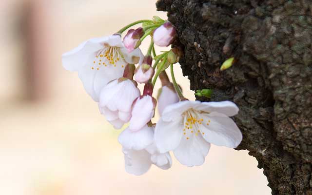 【武蔵小杉の桜(定点観測2019)】日陰者(しお〜ん…)w