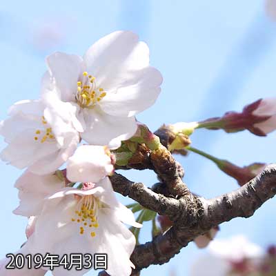 【武蔵小杉の桜(定点観測2019)】昨日咲き切ってなかったですが、今日は奥のを除けば開いてくれた感じでしょうか…(^_^;)先が重くなってきて、画面からはみ出ちゃってますな…その辺考慮して右下から始めたんだがーヽ(^.^;)丿