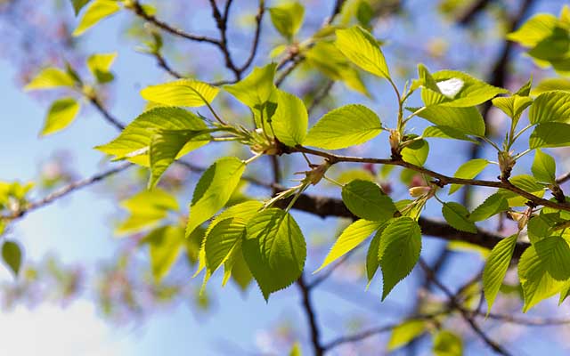 【武蔵小杉の桜(定点観測2019)】葉っぱだらけの木も目立つようになってまいりました…(^_^;)