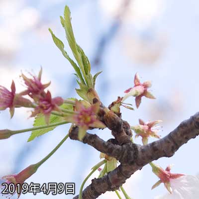 【武蔵小杉の桜(定点観測2019)】昨日残ってた花びらも落ちちゃったようで…下に残ってるはなびらは咲きが遅れてたやつですね(^_^;)これも花びらがシオシオになっちゃってるので、明日には落ちてるだろうなぁ…(^_^;)