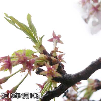 【武蔵小杉の桜(定点観測2019)】昨日残ってた花びらも大方…(^_^;)雨降りで枝の先が重くなったのか、いつもと枝の位置が違ってました…ヽ(^.^;)丿雪だったら…下手したら折れてたかもなーヽ(^.^;)丿