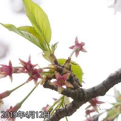 【武蔵小杉の桜(定点観測2019)】対象より先に咲き始めてた方は、すっかり花びらが落ちてしまいました…(^_^;)対象も2輪だけ花びらが残ってますが…もう終りでしょうなぁ…(^_^;)