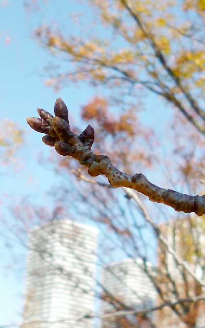 武蔵小杉の桜、来春の準備が始まっているよーです(^_^;)が…ちとこれは状態が進んでんぢゃなかろか?結構膨らんでる希ガス…(^_^;)