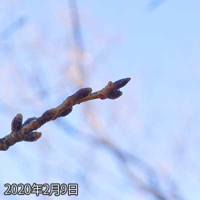 【武蔵小杉の桜(定点観測2020)】まだまだ変化は見られませんヽ(^.^;)丿にしてもここも結構逆光だなぁ…選択誤ったか?(^_^;)