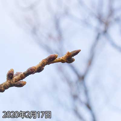【武蔵小杉の桜(定点観測2020)】大きくは変化してないみたいですが、先っぽが少し柔らかくなってきてる??