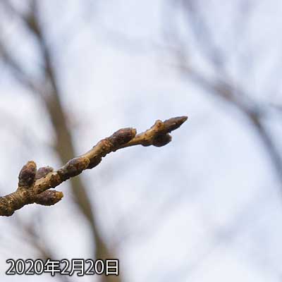 【武蔵小杉の桜(定点観測2020)】今年は開花が例年より早くなりそう…らしんだが…(^_^;)まだ変化は見えておらんけど、大丈夫か?w