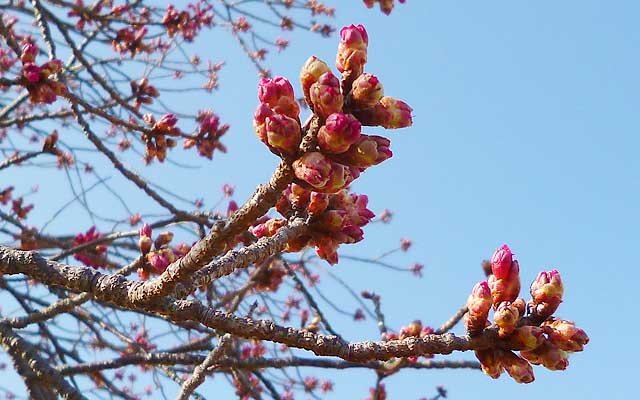 桜が蕾になってるっ!?って、これはどうやら寒緋桜のよーですヽ(^.^;)丿まぁ、今日は暖かかったし、フツーの桜も膨らんだりは…してませんでしたヽ(^.^;)丿