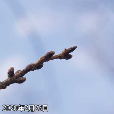 【武蔵小杉の桜(定点観測2020)】春一番も吹いたし、暖かい日も続いてるし、何か勘違いとか起こしてんぢゃね?と、思いましたが、変化は見られないご様子です(^_^;)