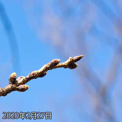 【武蔵小杉の桜(定点観測2020)】昨日ちょっと天気悪く、今日が暖かくなりましたので…んー…左下の蕾が少し先っぽ伸びてるかもしれません(^_^;)でもまだまだ硬い硬い…(^_^;)