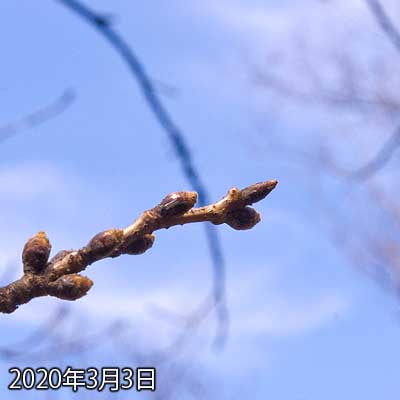 【武蔵小杉の桜(定点観測2020)】先月末と比べると、先っぽの下側が少し丸まったか?って印象…(^_^;)が、まだ先が伸び始めるよーな気配はありません(^_^;) 