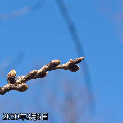 【武蔵小杉の桜(定点観測2020)】急に進んだ感がありますヽ(^.^;)丿一番左の蕾は膨らみ始め先っぽに内側の薄緑が見えてまいりましたヽ(^.^;)丿が…あと1週間で咲くとはちょっと思えないんだが…(^_^;)