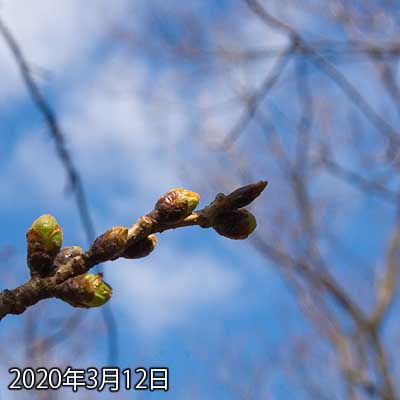 【武蔵小杉の桜(定点観測2020)】観察対象の方も膨らみが進んでいました(^_^;)この1本隣の枝のやつも随分と伸びてました(まだ先っぽの色は薄緑でしたが… ^_^;)