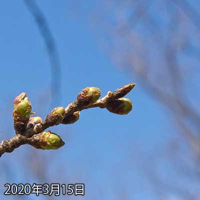 【武蔵小杉の桜(定点観測2020)】昨日が雨降りで今日が晴れましたので…もしかしたら大きく変わるかと思いましたが、気温の方があまり上がらなかったので劇的変化は確認出来ず(^_^;)