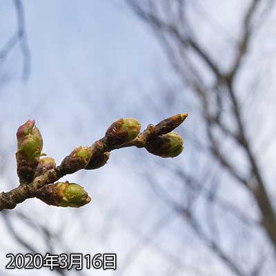 【武蔵小杉の桜(定点観測2020)】昨日の今日ですが…(^_^;)左の2つの蕾、昨日より若干先が伸びてる感じです(^_^;)これからは毎日見ておかないとな…水曜辺りから4月陽気とか言ってるしーヽ(^.^;)丿