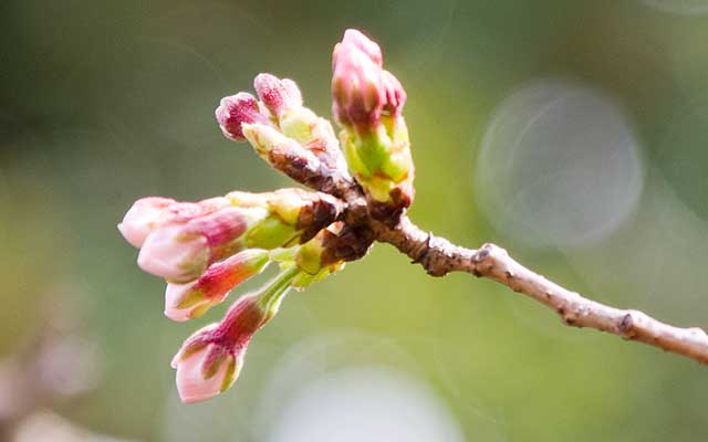 【武蔵小杉の桜(定点観測2020)】同じ木の別の枝です…明日は無理っぽいですが、2〜3日中には花びらがお目見えになる雰囲気ですヽ(^.^;)丿