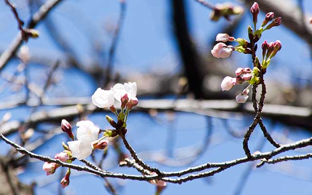 【武蔵小杉の桜(定点観測2020)】木の別枝、あー開花しとります…(^_^;)いや、開花とゆーか、開花しかかってる…か…(^_^;)これ以外にも数輪花びら開きかけが他の木でも見られるように…(^_^;)
