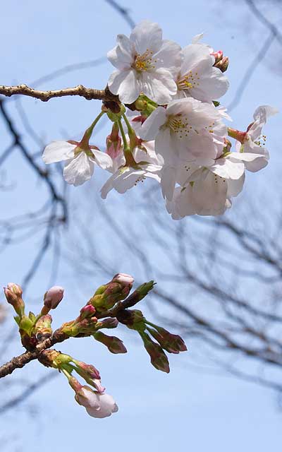 【武蔵小杉の桜(定点観測2020)】その隣の枝と観察対象とを一緒に撮ってみると…切れちゃってますが、この左側で両枝は分かれております…(^_^;)そんな僅かな違いなのに、こーゆー差が出てくるのですなヽ(^.^;)丿