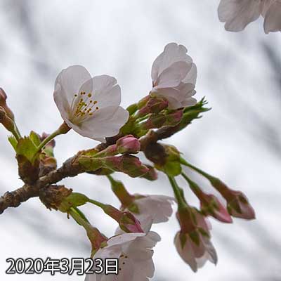 【武蔵小杉の桜(定点観測2020)】昨日咲きかけになってた蕾は開いたようです(^_^;)まだ全部開いてないですが、昨日今日の気温差もあるので、今週末には全部咲いてそうですな(^_^;)