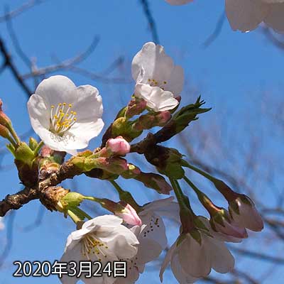 【武蔵小杉の桜(定点観測2020)】風に揺らされてたモノで…実は何枚かトライ…(^_^;)が…うーん、昨日とあまり変化ナシか?
