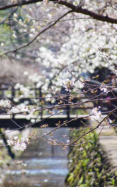 【武蔵小杉の桜(定点観測2020)】観察対象のすぐ近く…奥の方はかなり開いているよーに見えますが、実はそんなにはまだ咲いてない(^_^;)手前の枝と同じよーな感じである(^_^;)