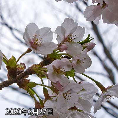 【武蔵小杉の桜(定点観測2020)】特に変化ナシですが、地面に散っている花びらが昨日よりも増えている感じ…この週末がピークっぽいですが、大人しく家に居ましょう…(^_^;)雨で写真も難しそうですし…ヽ(^.^;)丿