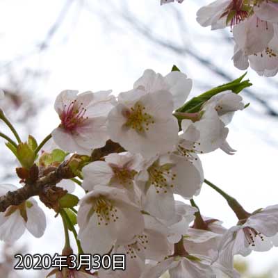【武蔵小杉の桜(定点観測2020)】3日ぶりの観察対象、全部咲いてましたが、緑色も目立つように…特に先っぽのトコロ、ここは葉っぱになるトコロと思いますが、随分伸びてると思います(^_^;)