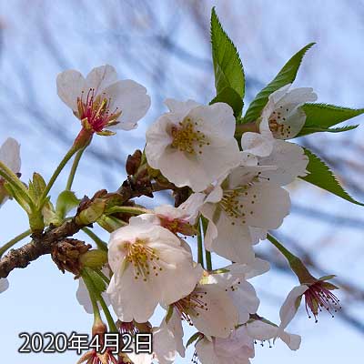 【武蔵小杉の桜(定点観測2020)】花びらがだんだん落ちてきてます(^_^;)風も強く、枝がブレブレなので手で押さえながらの撮影…(^_^;)先っぽの葉っぱが一昨日よりも伸びて、更に広がり始めてる感じですな…