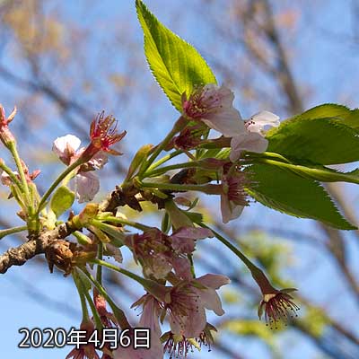 【武蔵小杉の桜(定点観測2020)】昨日とは変わらず…でもバックのお空がキレイなので緑が映えるヽ(^.^;)丿