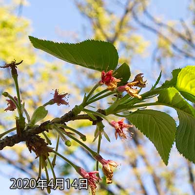 【武蔵小杉の桜(定点観測2020)】花びらが落ちました(^_^;)軸は…あれ?先が丸くなってる?(^_^;)
