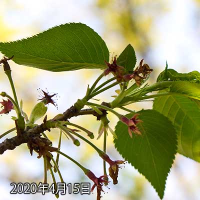 【武蔵小杉の桜(定点観測2020)】昨日との差異は無いな〜…と、思いつつ眺めてたら、なんか葉っぱが増えてるように見えて…急に生えてくるのもおかしいと近寄ったら…